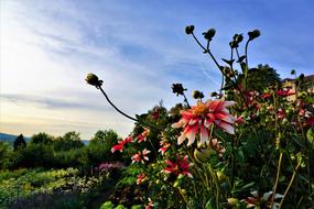 Red dahlias blooming in park at dusk