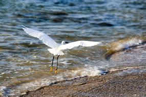 white sea bird
