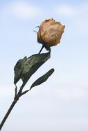 wilted rose