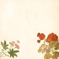 blank vintage paper with drawings of plants and flowers