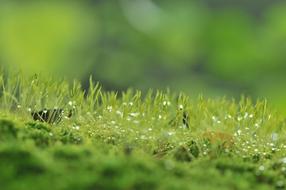 Moody green grass