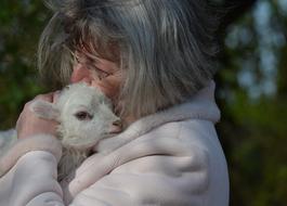 senior Woman hugging newborn white lamb