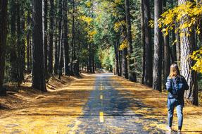 Road Tree person