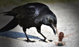 portrait of Raven Bird and doll