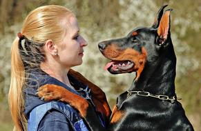 Blonde woman with the beautiful and cute, black and brown Doberman dog with the chain