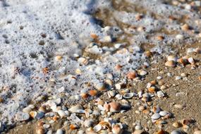 seashells on the beach near the sea in greece