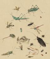 insects, vintage drawing