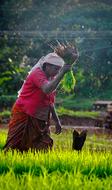 woman farmer on a field in Kerala in India