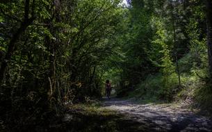Path dark Forest person
