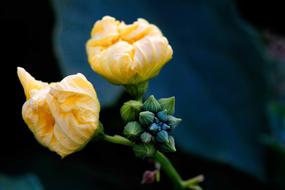 Flowers Yellow blue green
