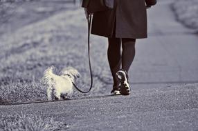 girl walking with small white dog