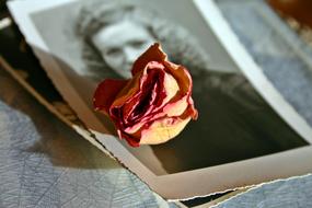 Memory Rose and photo