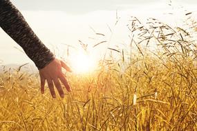 Woman's hand above the beautiful, yellow grass field in sunlight
