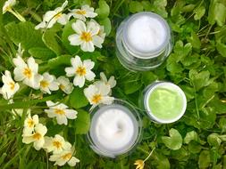Beautiful green and white plants, creams and white and yellow flowers
