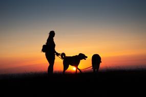 Evening Backlighting Silhouette persom and dogs