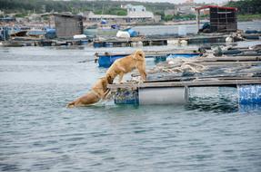 Dog Love Kiss water
