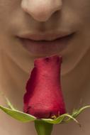 Beautiful woman lips, above the beautiful, red rose flower on the green stem