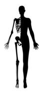 woman female bones drawing