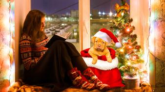 girl with a dog at the window at christmas