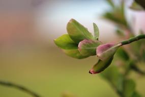 closeup view of Green Leaves Plant