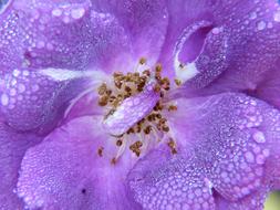 water droplets on purple rose