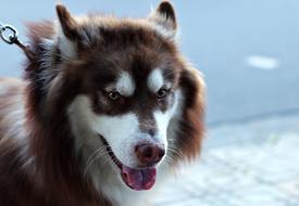 Portrait of the cute, colorful and beautiful, fluffy dog, with the collar, on the street