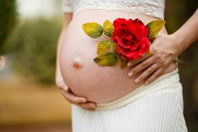 closeup view of Pregnant Woman and rose flower
