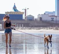 Woman with glasses, walking with the beautiful, colorful and cute dog in the water