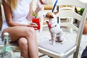 young girl and Chihuahua dog sit on Chairs