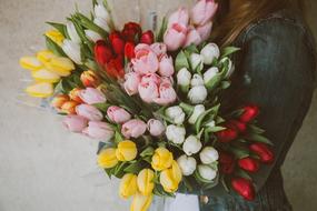 Bouquet of Tulips, colorful Flowers in female hands
