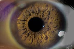 human Eye, macro