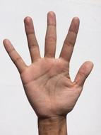 open male Palm