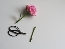 cut pink rose