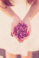 pink petals in the hands of a girl close up