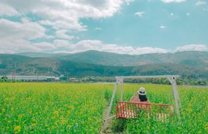 woman on swing in summer field