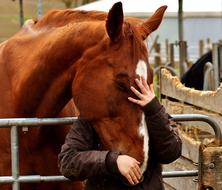 Cute, beautiful, brown and white horse and person, near the building