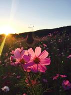 Wildflower Meadow sun