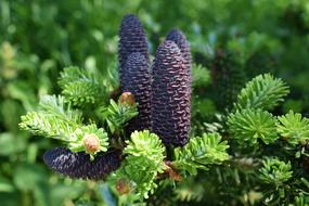green Tree Forest Pine
