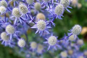 Silver Thistle Nature flowers