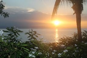 Beautiful landscape of the sea, from the shore with white flowers and palm tree, at colorful and beautiful sunset
