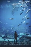 aquarium Water People