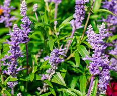 Lavender Flowers in garden