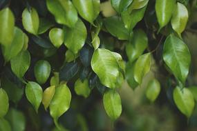 green foliage on blurred background