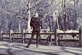 woman with dog standing by the fence in the park, black and white