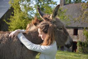 young woman hugging donkey