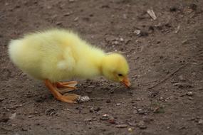 cute yellow gosling on soil
