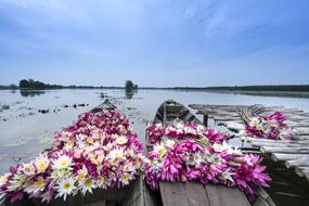 Pink flowers on The Boats