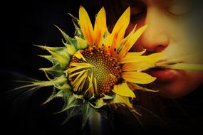 a sunflower bud in the mouth of a sleeping young man