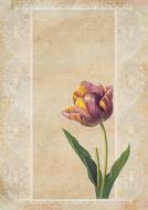 Beautiful and colorful, vintage drawing of the tulip flower on the green stem with leaves, clipart