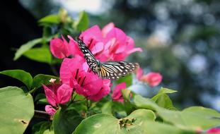 Flower Sky Summer pink